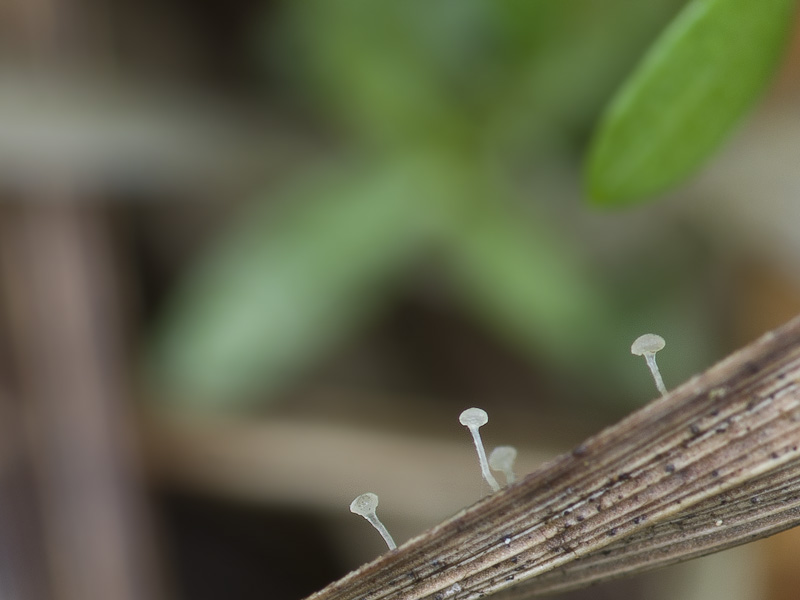 Pistillina brunneola